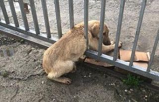 Demir parmaklıklara sıkışan köpeği trafik ekipleri...