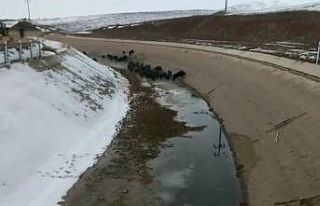 Domuz sürüsünü su kanalında böyle avladılar