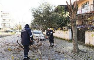 Efeler’de budama çalışmaları devam ediyor