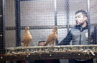 Egeli Güvercin Yetiştiricileri Nazilli’deki Mezatta...