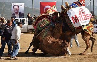 Egenin namlı develeri Selimiye’de buluşacak