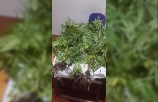 Erdemli’de polis saksılara dikilmiş Hint keneviri...