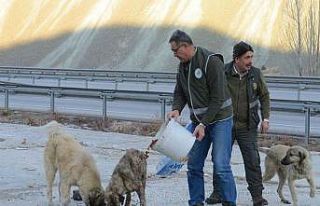 Erzincan’da yaban hayatına yem desteği