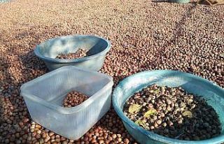 Fındık fiyatları 2 ayda 14 liradan 20 liraya yükseldi