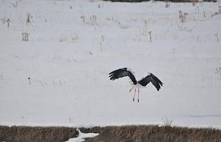 Göç edemeyen leylekler Kars’ta kaldı