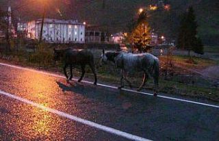 Gürcistan sınırını geçen atların durumu içler...