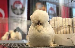 Güzellik yarışmasına katılan tavuklara yoğun...