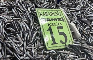 Hamsi Rusya ve Gürcistan’a kaçtı, vatandaşlar...