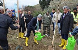 Hatay’da 10 bin çınar ağacı toprakla buluşacak