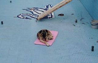 Havuza düşen köpeği işçiler kurtardı