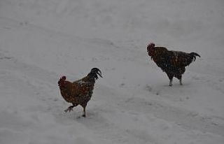 Hayvanların karla mücadelesi