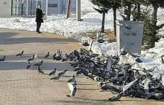 Her sabah kuşlar onu bekliyor