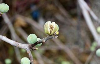 İncir ağacı kış ortasında meyve verdi