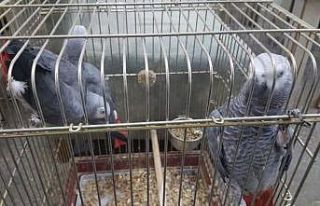 İstanbul’da papağan operasyonu