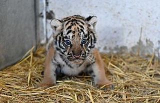 İzmir Doğal Yaşam Parkında ilk defa kaplan doğdu