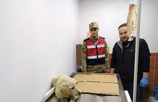 Jandarma yaralı köpeği tedavi ettirdi