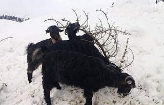 Kahramanmaraş’ta 1 milyon 300 bin küçükbaş...