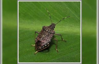 Kahverengi kokarca istilasına ‘Samuray’ çözümü