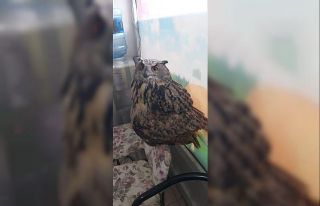 Kanadı kırık baykuş için seferber oldular