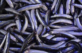 Karadeniz’de balıkçıların yüzünü hamsi güldürdü