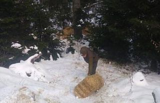 Karda aç kalan yaban hayvanları için ormana yem...