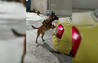 Kars’ta 3 kilo uyuşturucu dedektör köpek Odin’e...