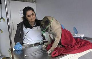 Kartal’ın Kuyu köpeği sağlığına kavuştu