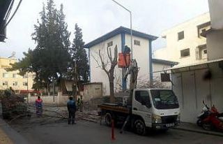 -Kilis’te cadde ve yollardaki ağaçların budanmaya...