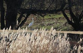 Kırıkkale’de su kuşu sayımı yapıldı