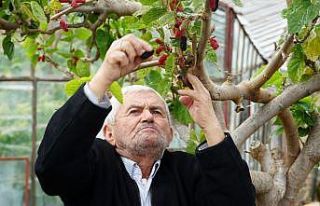 Kış ortasında dalından kırmızı dut yediler