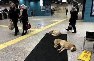 Köpekler ısınmak için Marmaray’a sığındı