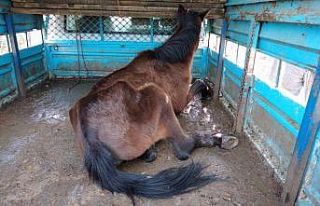 Küçük çobanlar ayağı kırılan at için seferber...