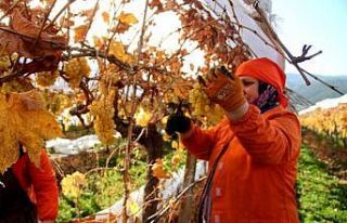 Manisa’da Ocak ayında üzüm hasadı