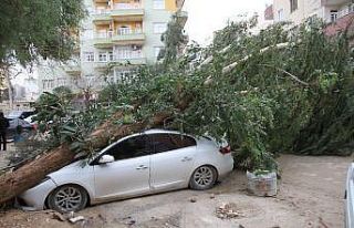 Mardin’de şiddetli rüzgar dev ağacı otomobilin...