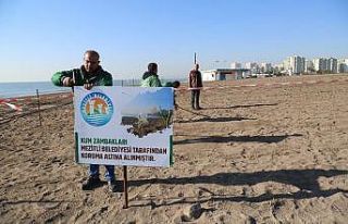 Mezitli Belediyesi kum zambaklarını korumaya aldı