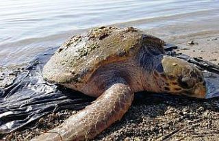 Nesli tükenmekte olan kaplumbağa ölü bulundu