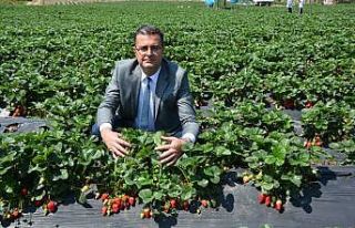 Ordu’da çilek ve mantar üretimi arttı