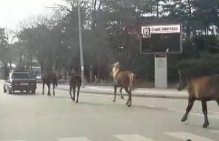 Otomobile bağladığı atları asfaltta metrelerce...