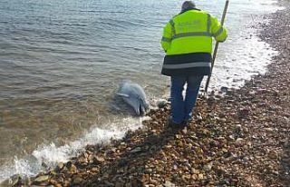 (Özel) Kuyruğu kesilmiş haldeki ölü yunus sahile...
