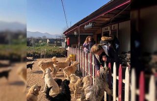 Özhan Gönüllüleri’nden sokak hayvanlarına destek
