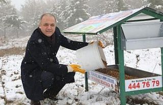 Şehrin 20 farklı noktasına konulan yemlikler hayvanların...