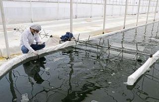 Serada ürettiği yosunu 6 ülkeye ihraç ediyor