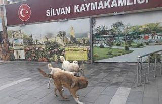Silvan’da başıboş köpekler korkutuyor