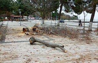 Sinop Belediyesinin ağaç bakım çalışmaları