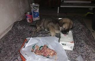 Sırtı yanan ve açlıktan bitkin düşen yavru köpeğe...
