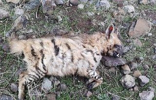 Siverek’te türüne az rastlanan sırtlan bulundu