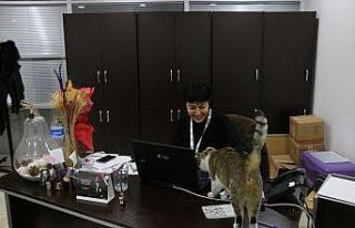 Soğuktan etkilenen kedilere Bolu Belediyesi kapılarını...