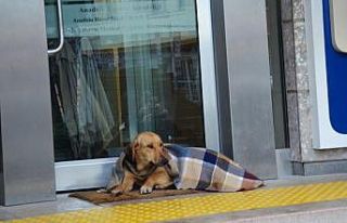 Soğuktan üşüyen köpek şalla örtüldü