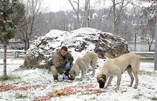 Sokak hayvanları için doğaya yiyecek bırakıldı