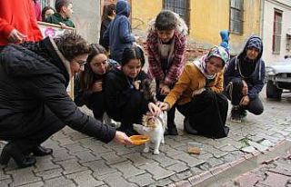 Sokak sokak kedi maması dağıttılar